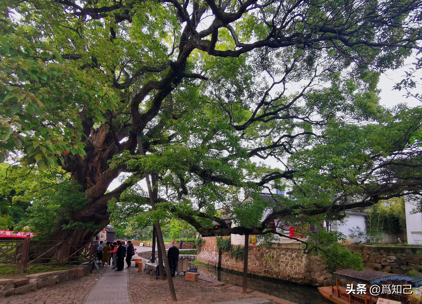 太湖明月湾就是西山岛明月湾吗,周末打卡太湖西山岛明月湾