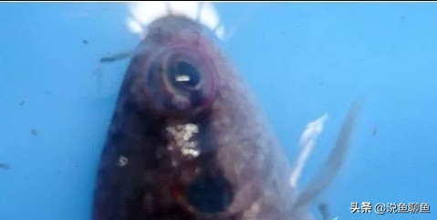 中国斗鱼生虱怎么治疗,锚头蚤寄生虫怎样治疗