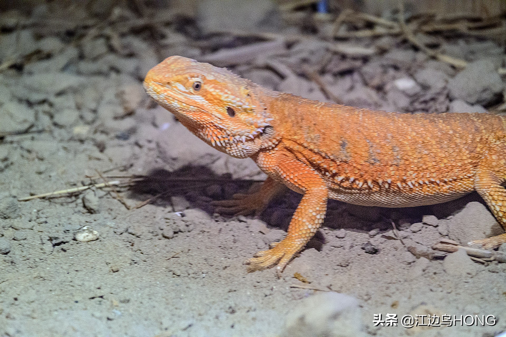 尼康z50双头套机价格,尼康z套机最低价7849