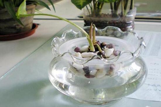 马蹄莲是土培还是水培,马蹄莲水培还是土培好养