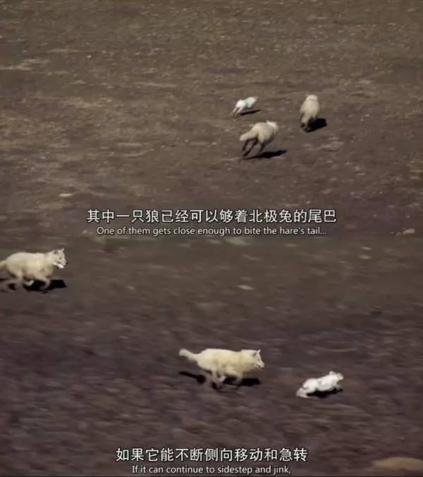 BBC最棒8部纪录片，强烈推荐孩子暑假看