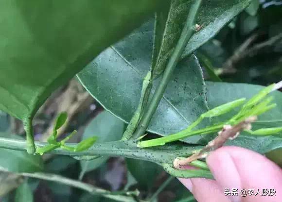 柑橘树脂病沙皮病特效药大全,柑橘树脂病是脂点黄斑病吗