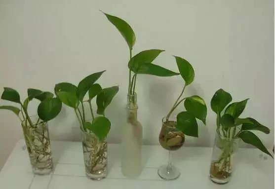 谁说绿萝知识浇浇水？很多人都养错了，绿萝应该这么养