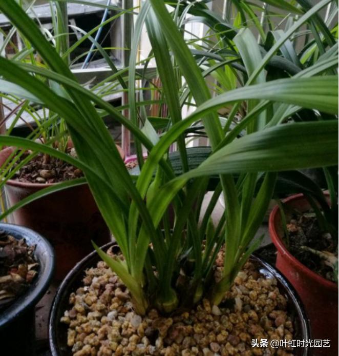 蝴蝶兰花尖的小花苞蔫了怎么回事,兰花缓苗期已完成怎么办