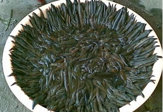 在农村被蚂蟥咬,在田里被蚂蟥咬了怎么办