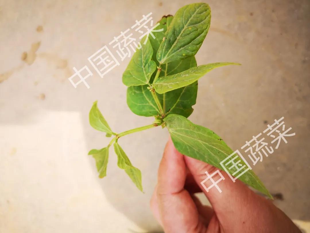 豇豆刚发芽遇上低温怎样预防,豇豆防霜冻最快的方法