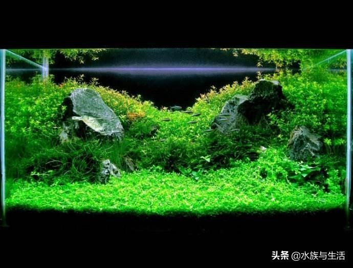 草缸里死鱼怎么处理,观赏鱼死鱼怎么处理最好