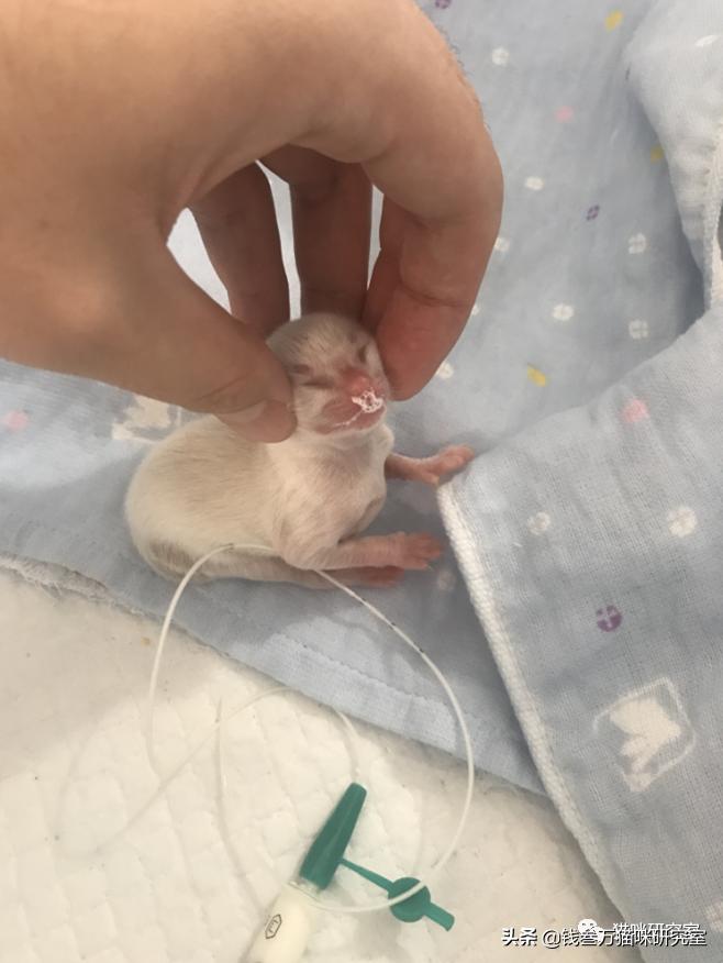 刚生的小猫母猫不在如何照顾,早产没长毛的小猫怎么救活