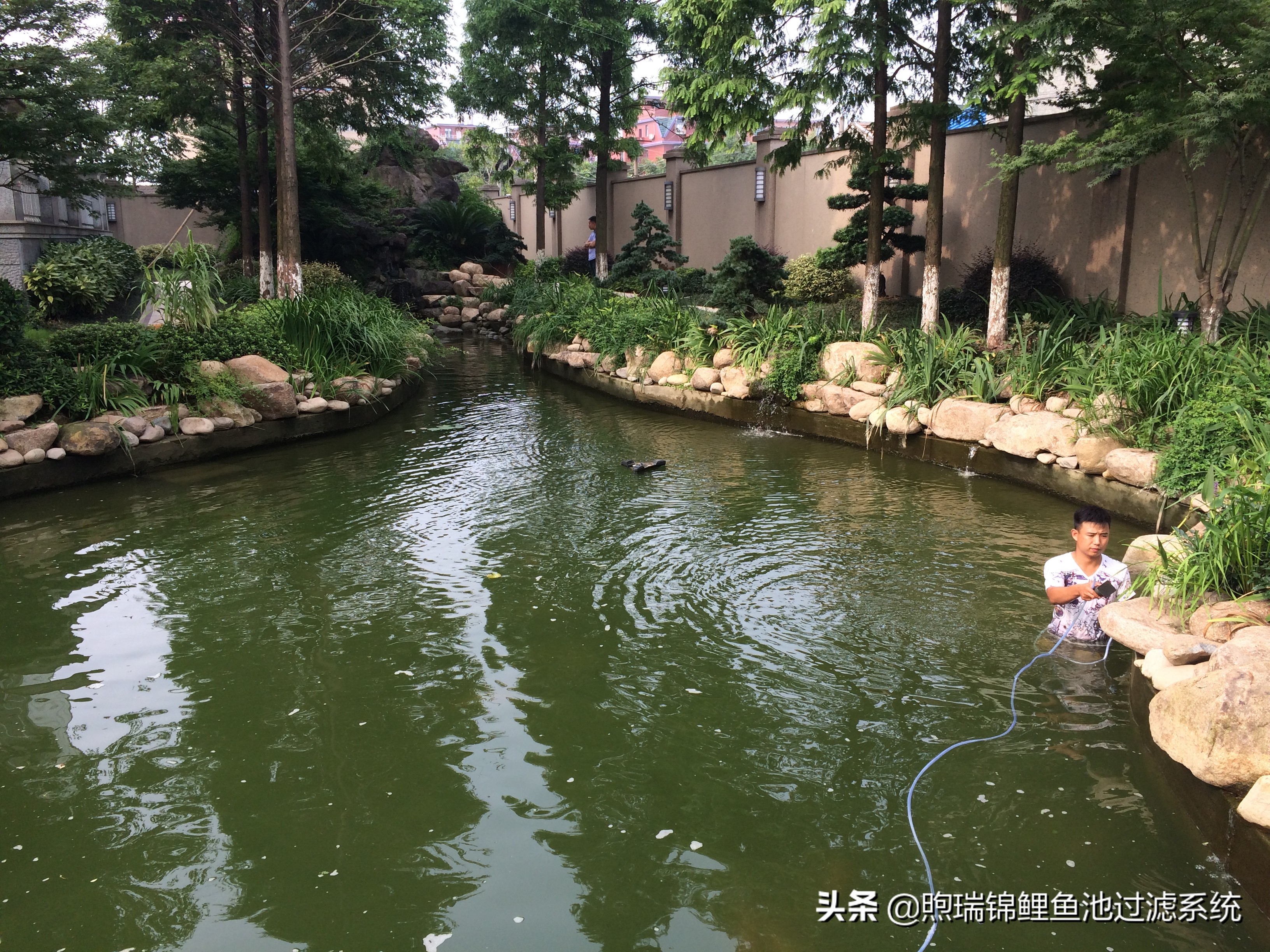 锦鲤怎么养才能养出好看的颜色,养锦鲤怎么养得好看些呢