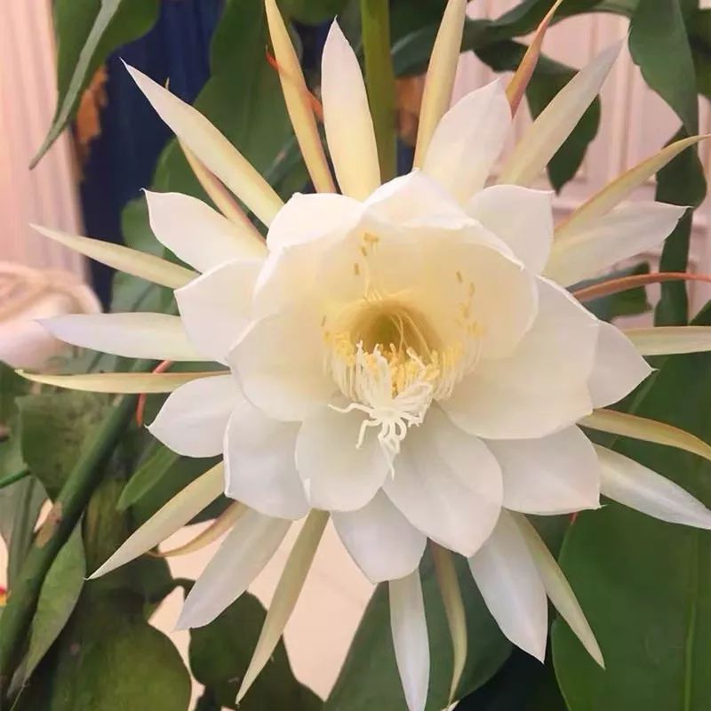 这六种花寓意吉祥好养易活,公认最吉利的4种花