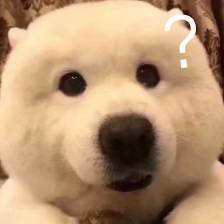 手工清除多年螨虫,根除耳螨最好的方法