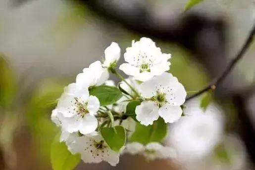 天津赏花好玩的公园,天津东丽湖哪里可以赏花