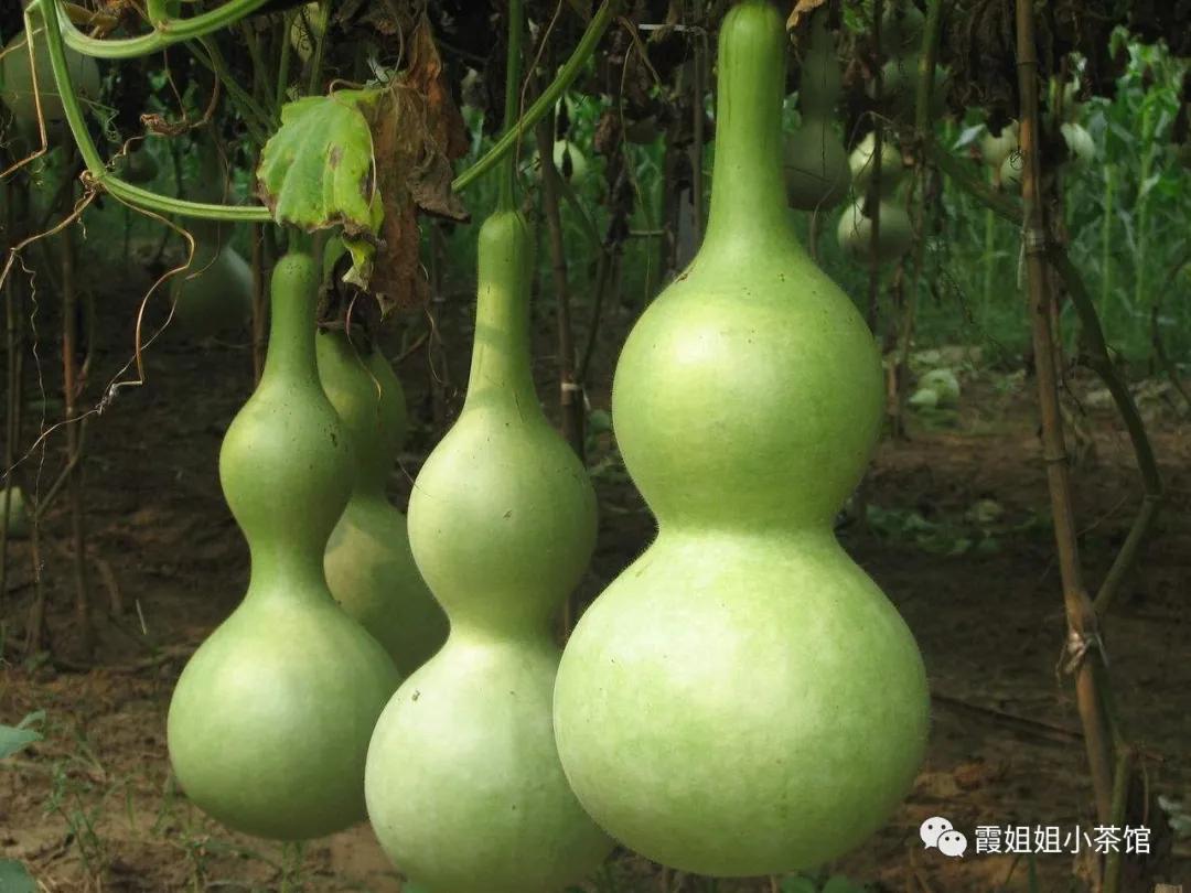 葫芦里的小女孩视频,葫芦里的小女孩是谁