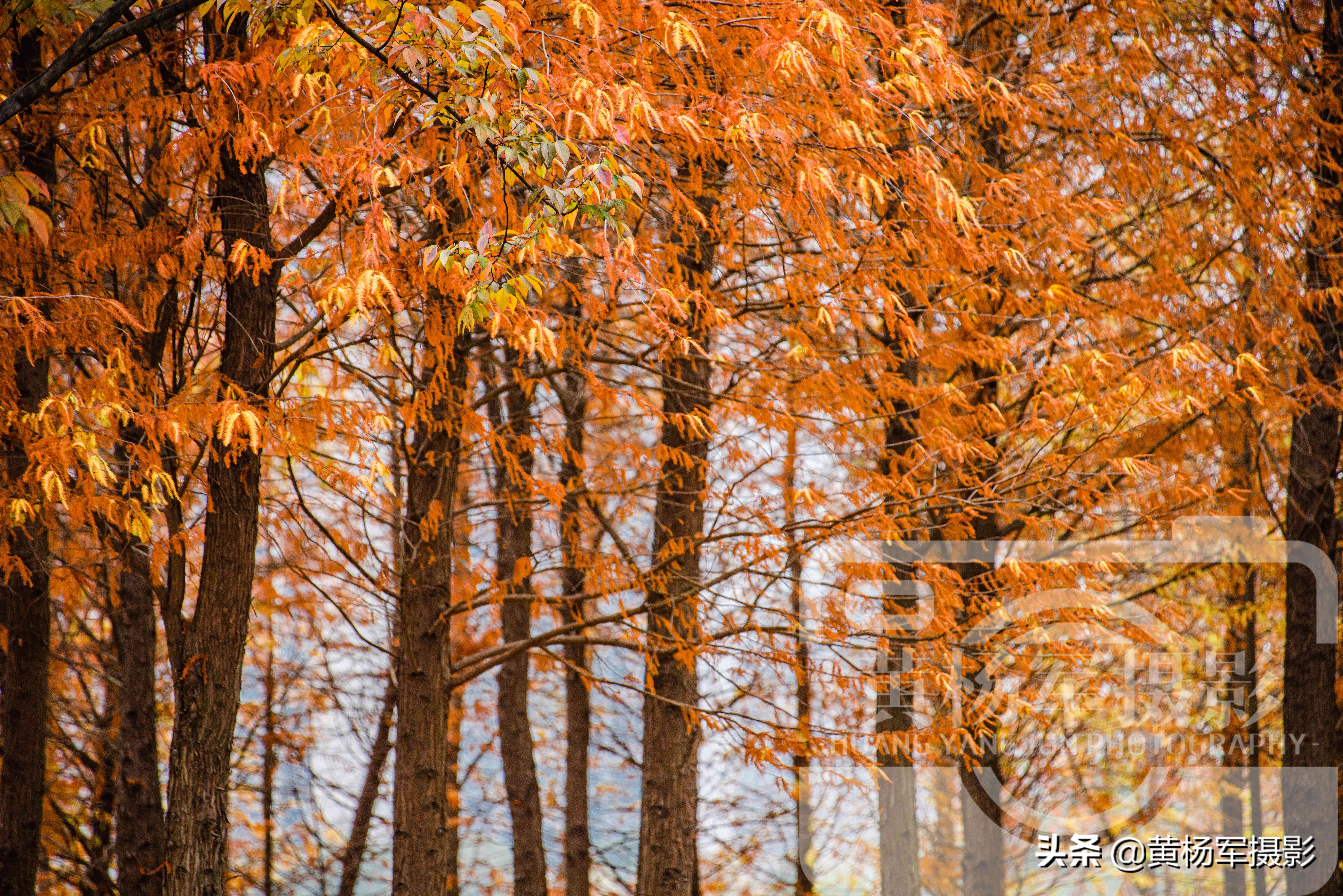 水杉里的活化石,最美的水杉树