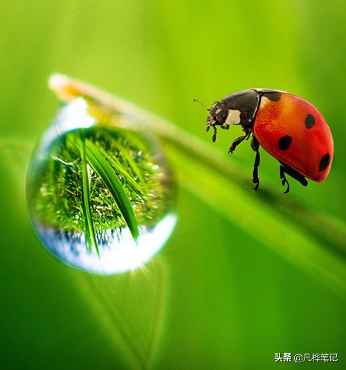 微距镜头和普通镜头有什么区别,什么是微距