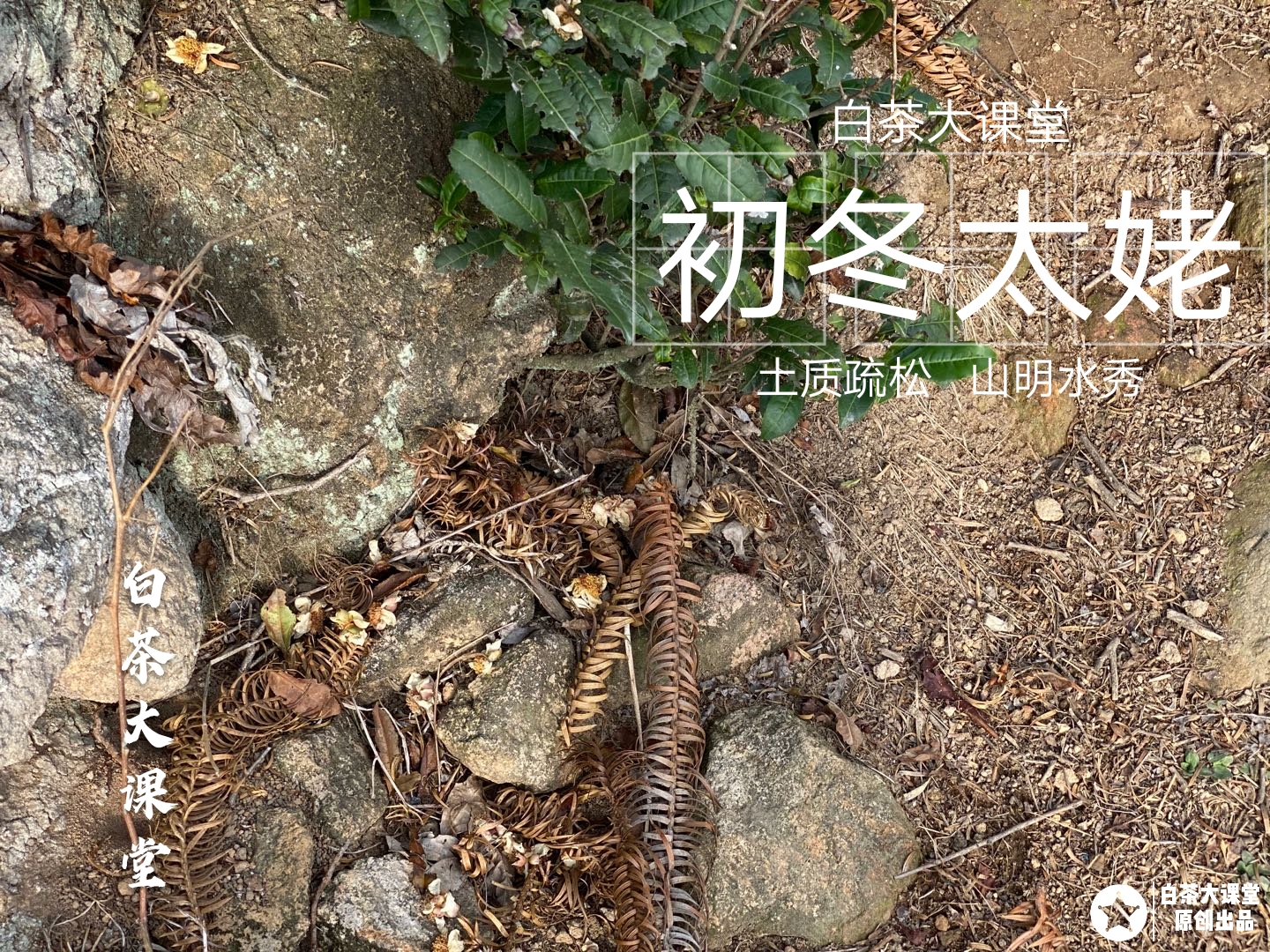 福鼎老白茶老银针,银针老白茶哪款最好