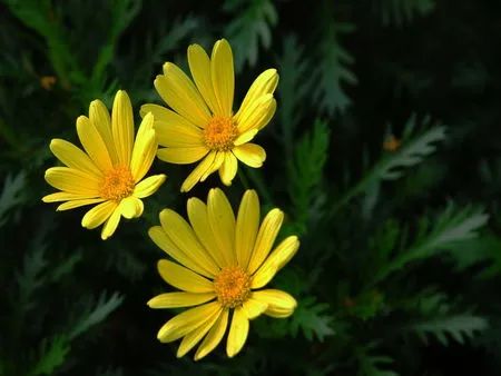 敏感肌选兰蔻小黑瓶还是雅诗兰黛,皮肤有问题可以用的粉底液