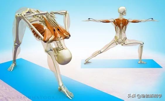 瑜伽18个基本体式,18个瑜伽体式正确图