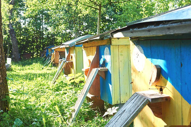 养蜜蜂怎么防蚂蚁最有效方法,蜜蜂养殖如何防治蜜蜂互盗