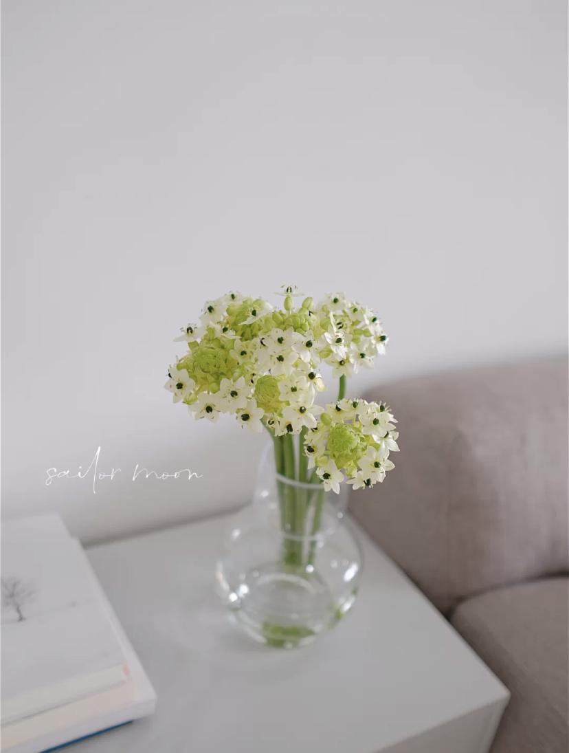 家里要有氛围感什么花比较好,家里高级的花