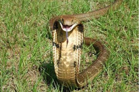 最毒的毒蛇能杀死一头大象,中国第一毒蛇有多强碾压眼镜蛇