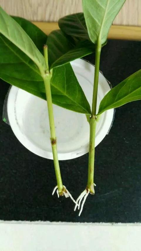 塑料瓶绑在月季上能生根吗视频,水扦插适应哪些花卉