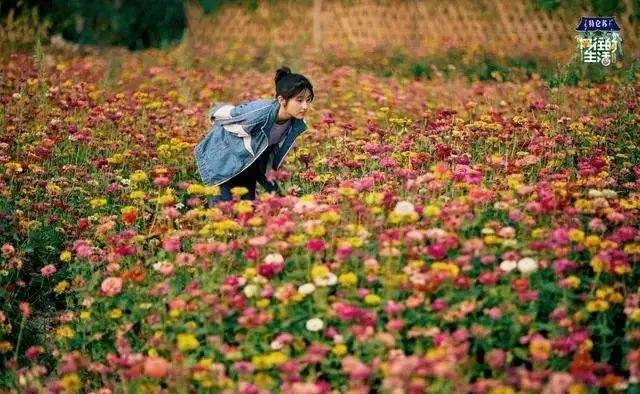 西双版纳风景之旅自由行旅游攻略,邂逅雨林西双版纳秘境之旅
