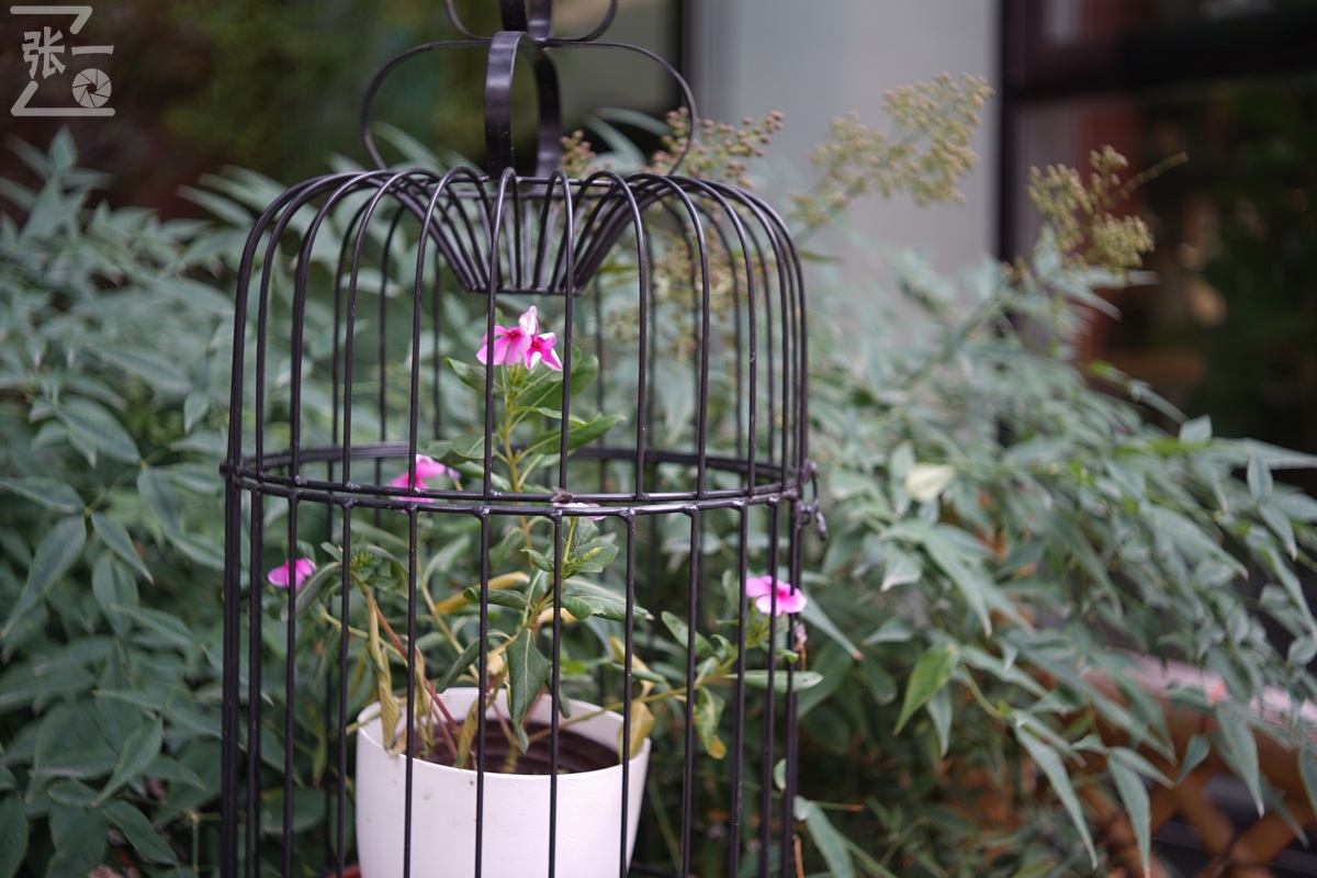 适合索尼a7m4的50定焦镜头测评,索尼a7m4镜头24-105f4测评