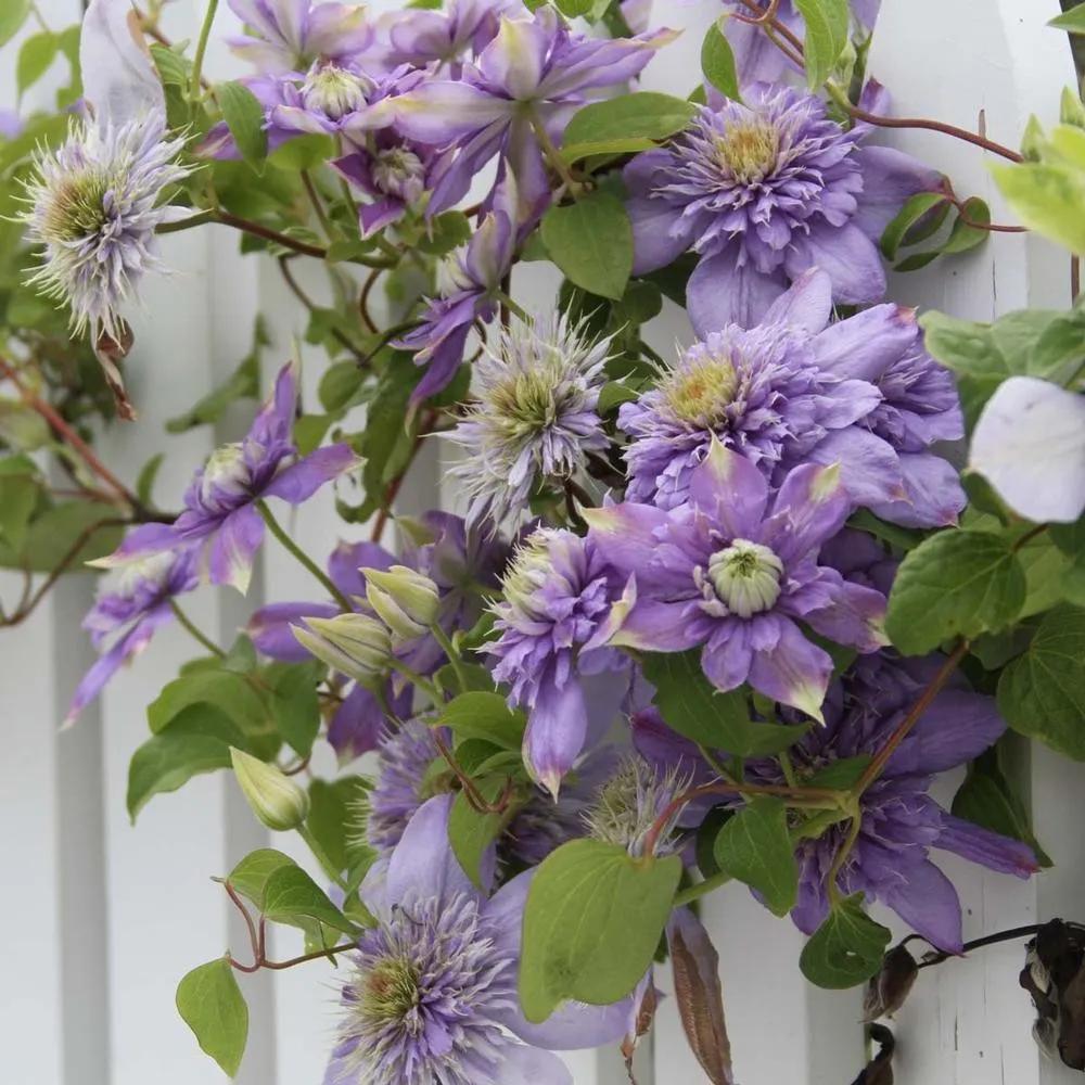 藤本植物皇后铁线莲,藤本皇后铁线莲品种