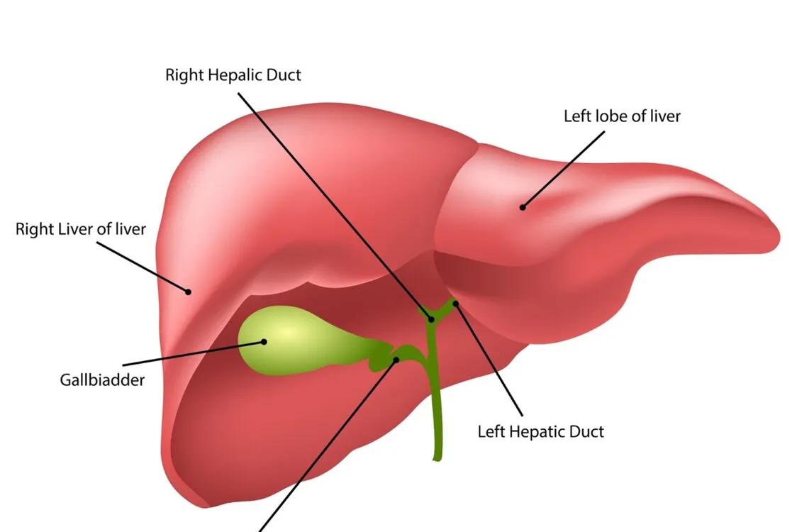 慢性乙肝患者牙龈出血意味着什么,乙肝牙龈出血能补维c吗