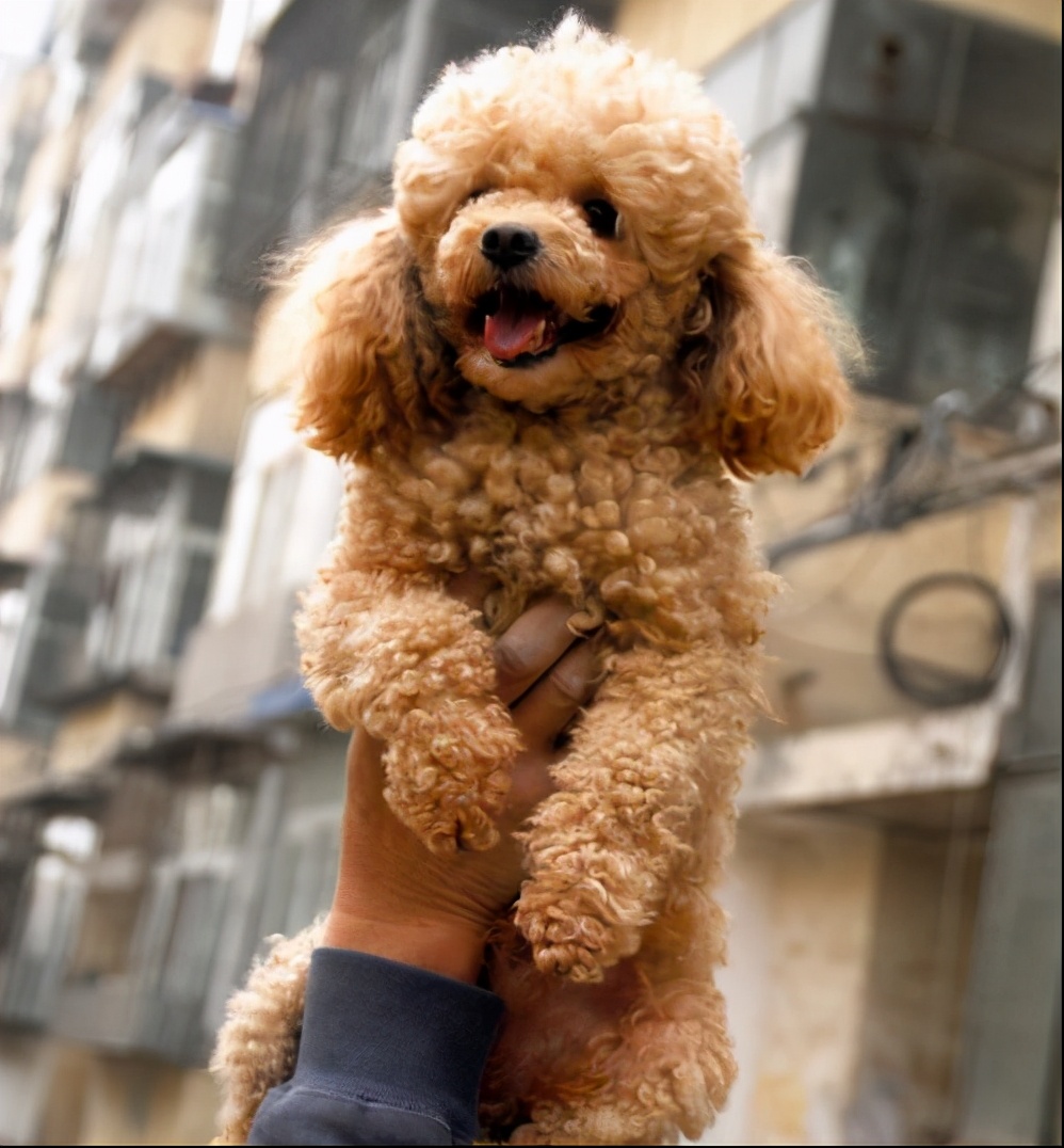 泰迪的智商高还是柯基的智商高,成年泰迪智商相当于几岁小孩
