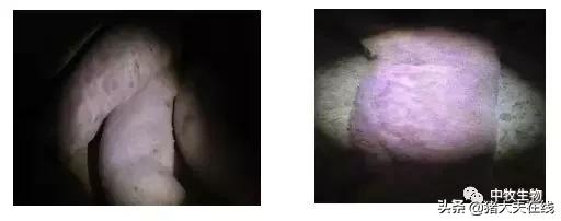 口蹄疫疫苗出现应激反应怎么办,接种流感疫苗后的不良反应