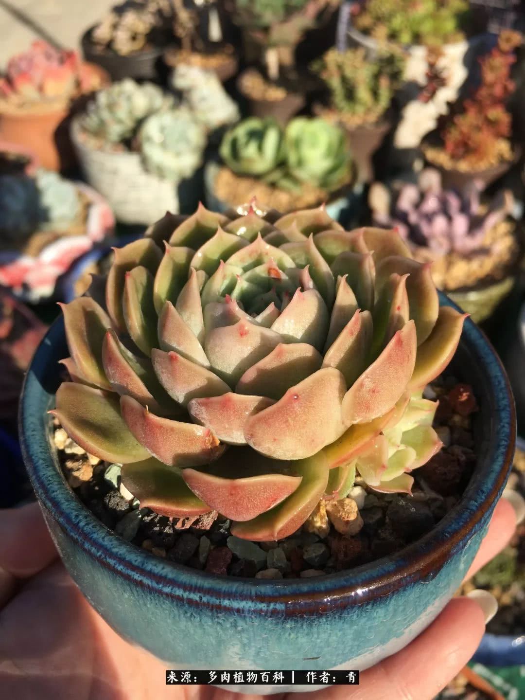 入坑多肉无法自拔,沉迷多肉无法自拔