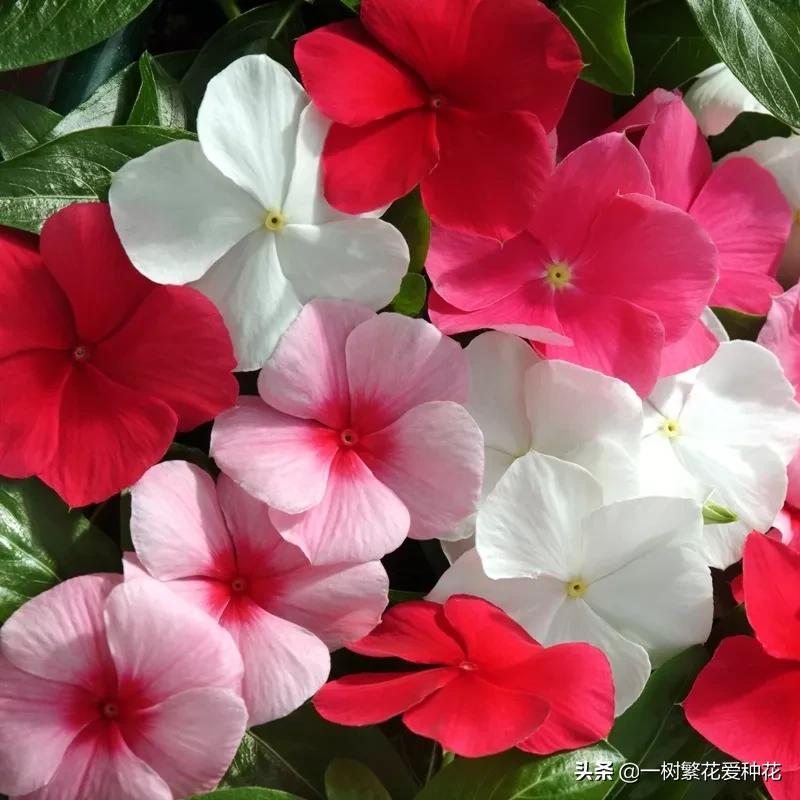 最毒的五种花不能在家里养,家里不能养的六种花会招来鬼