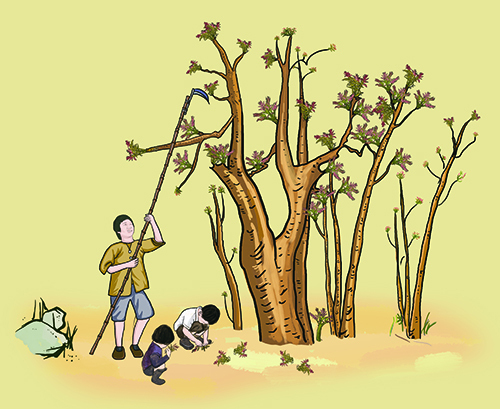 关于香椿芽的诗句,香椿诗句名句