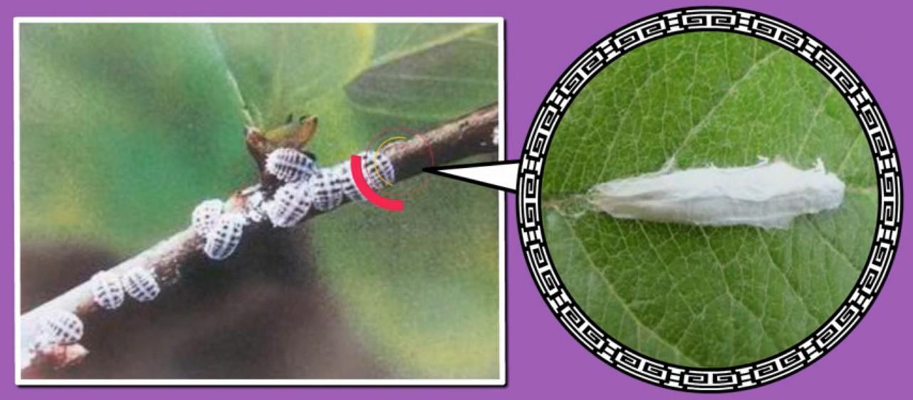 柿子蚧的用药时间,柿子树上的蚧虫用什么药打