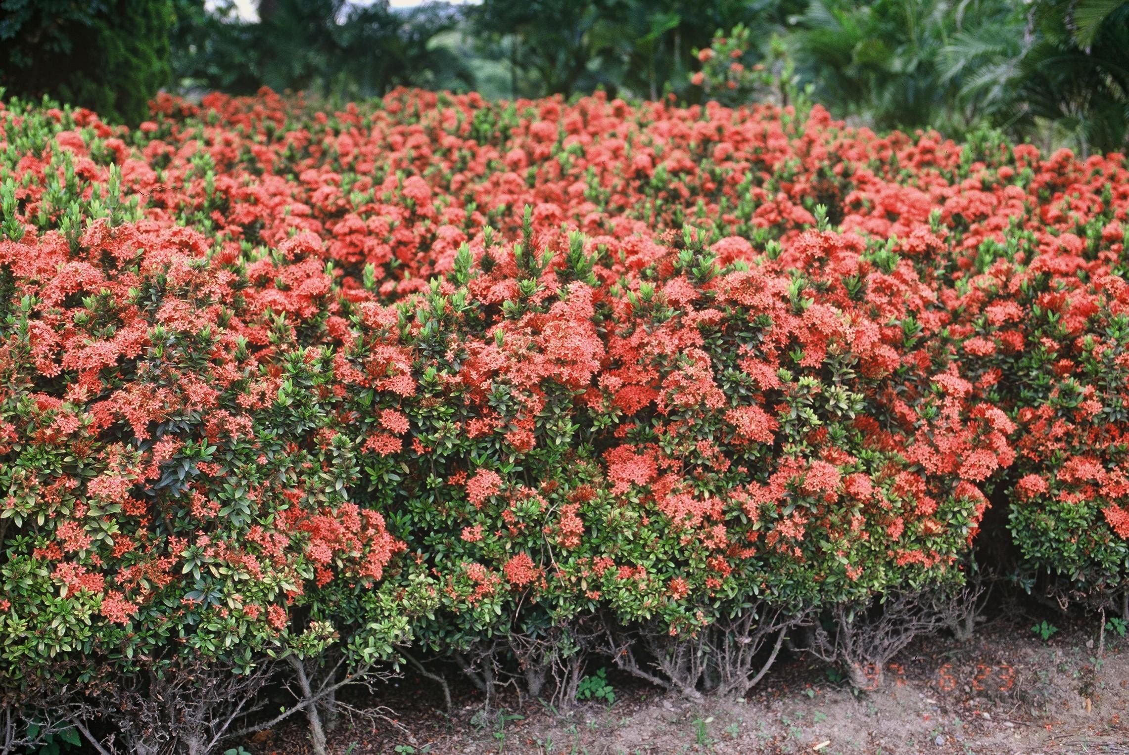 海岛龙船花室内养护,龙船花绿植盆栽怎么养