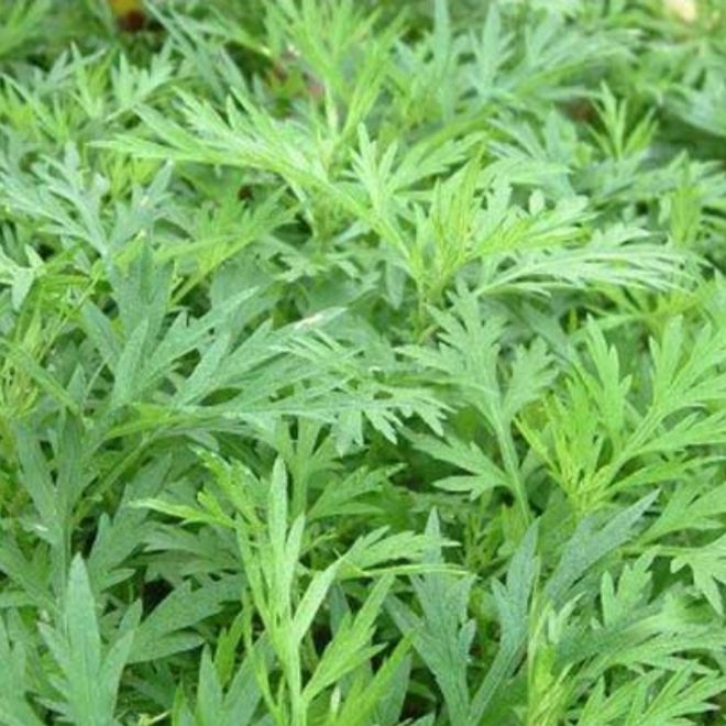 不安腿综合征是神经痛还是肌肉痛,不安腿综合征症状与焦虑有关系吗