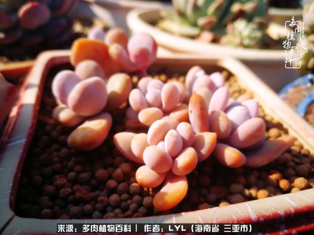 开挂区养多肉,非开挂区怎么把多肉养出状态