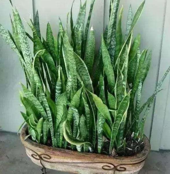 虎尾兰的叶子发蔫怎么回事,虎尾兰叶子发软怎么回事