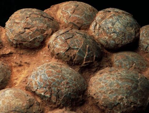 我们活在奇葩星球：皮卡丘是毛茸茸，恐龙蛋它不是蛋！