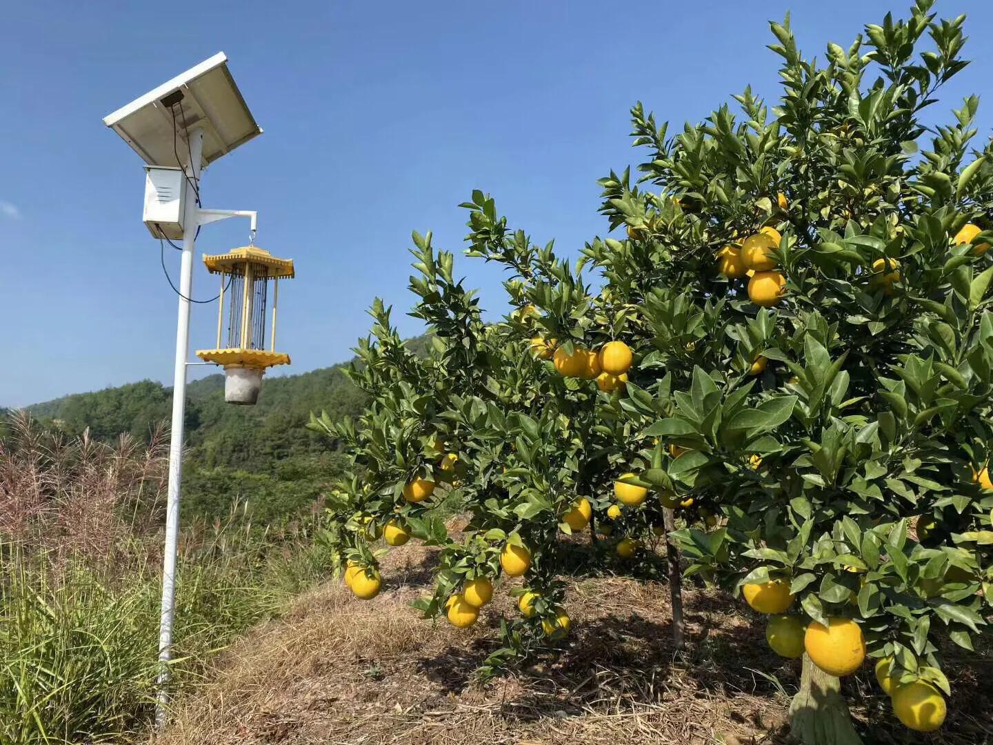 赣南脐橙一口就爆汁,一口一个爆汁的水果