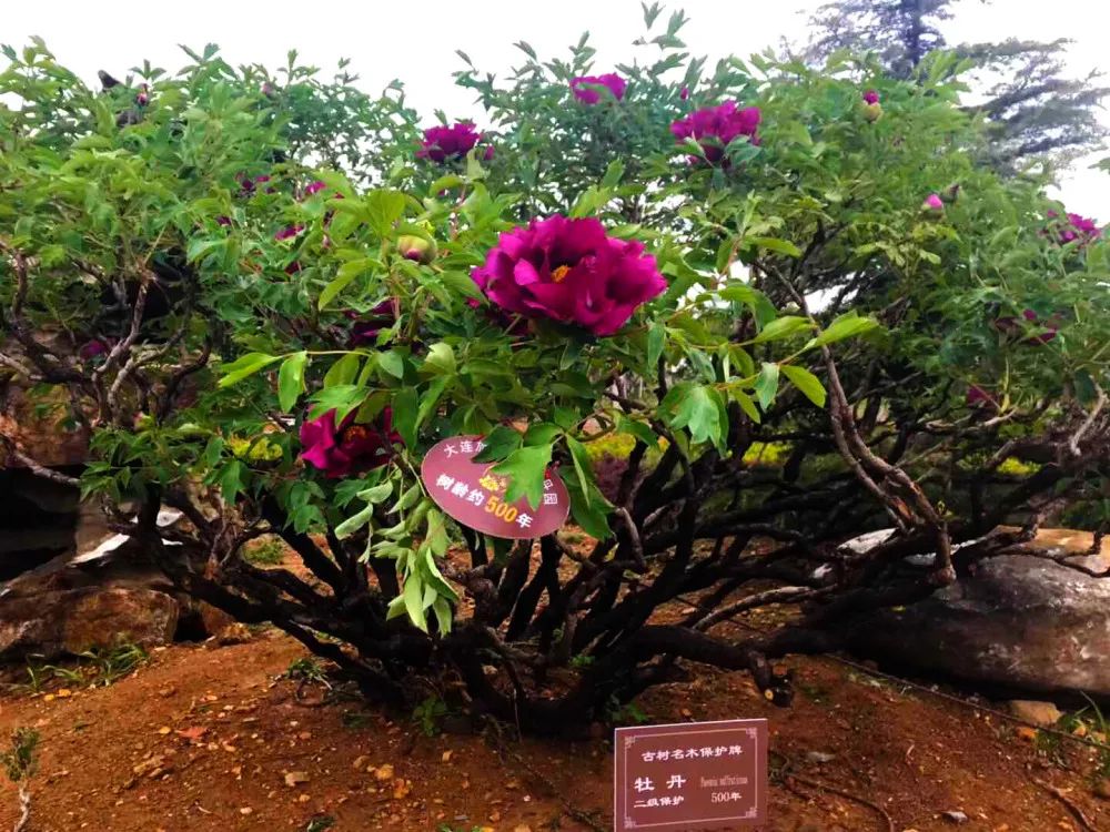 华酝牡丹园紫藤花,华酝牡丹园格桑花