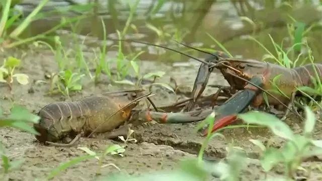 水泥池养龙虾有假的吗,龙虾水泥池养殖方法图解