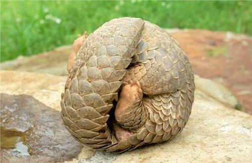 没有月亮地球会出现什么,假如没有月球地球会发生什么