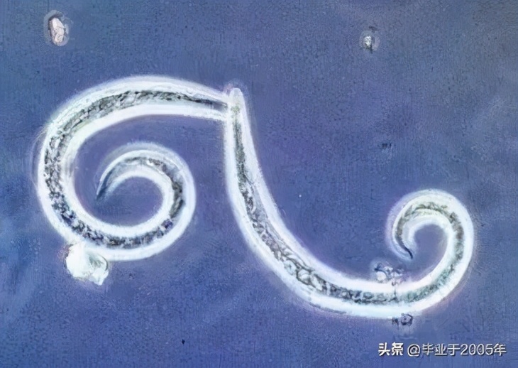 吃鱼虾的危害有哪些,吃鱼重金属超标对身体有什么伤害