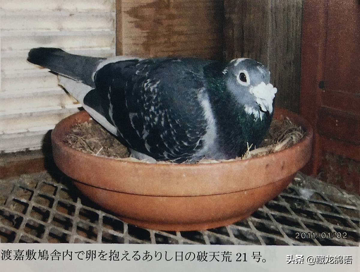 一份日本翔圣的赛鸽育种回忆录