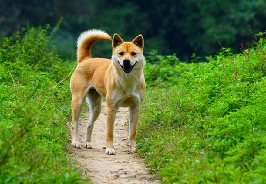 古话说猫来穷狗来富是真的吗,狗来富猫来穷有这样的说法吗