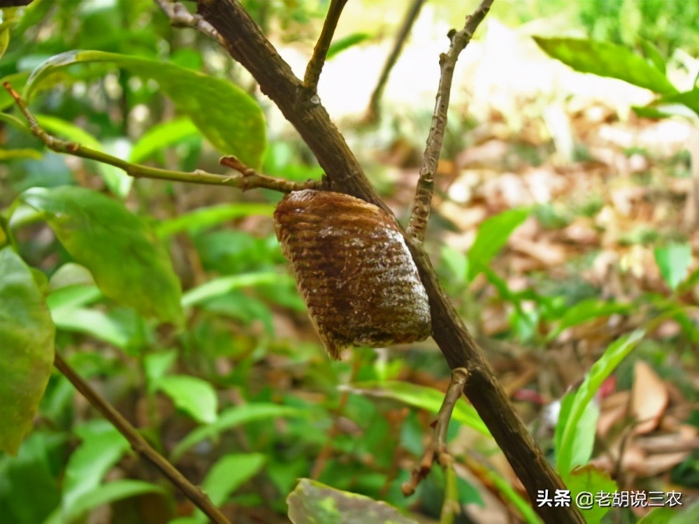 俗称“祷告虫”，用“大刀”捕捉害虫，它产的卵200元一斤
