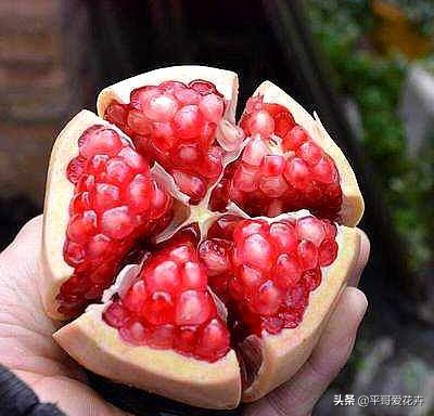 果树如何提前开花提前挂果,盆栽快速挂果的果树